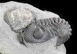 Folded Eldredgeops Trilobite In Matrix - New York #47121-1